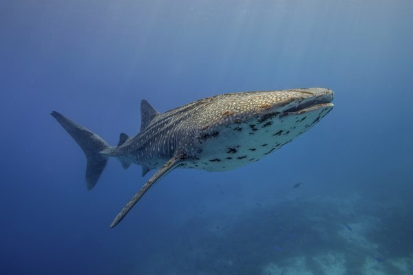 Un tiburón ballena nada bajo el agua en un océano azul.