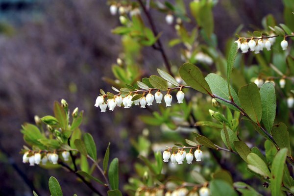 Flores de lirio de los valles colgando de las ramas en el bosque boreal