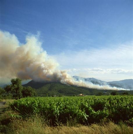 Wildfire er en betydelig forstyrrelse i skog, skog og buskmark.