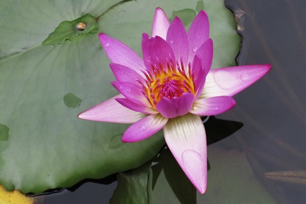 Un primer plano de una flor de loto rosa en flor.
