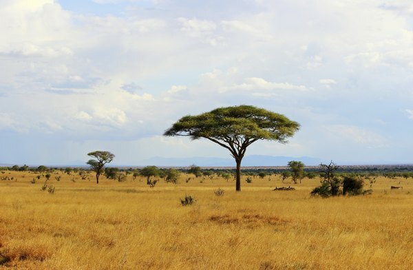 Savannes zijn het karakteristieke grasland van Afrika.