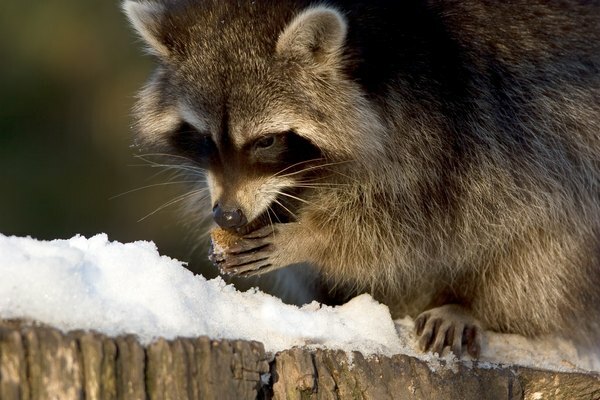 Mapache comiendo