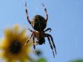 Cómo identificar arañas marrones