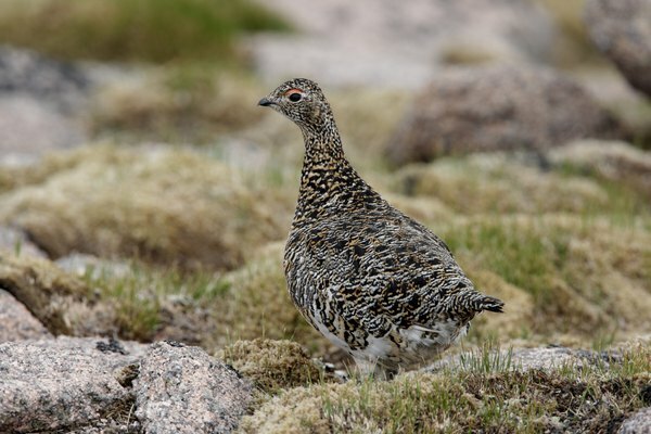 Ptarmigany sú v lete hnedé.