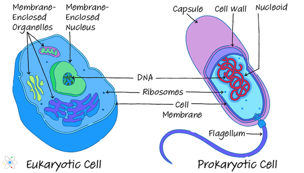 Células procariotas vs eucariotas: similitudes y diferencias