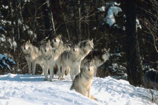 회색 늑대가 사는 곳의 온도는 무엇입니까?