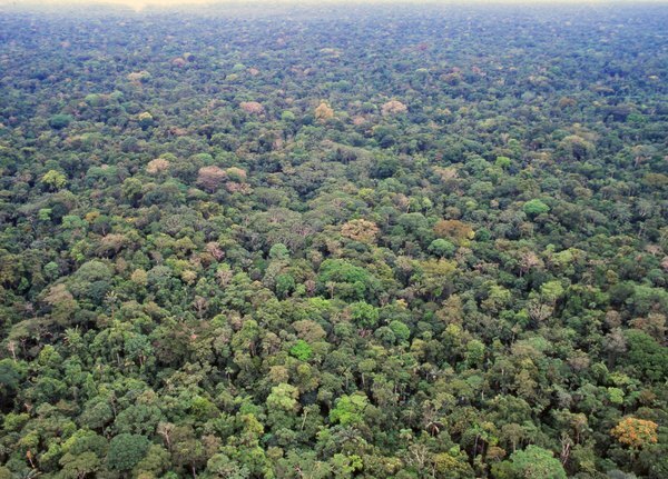 A floresta amazônica.