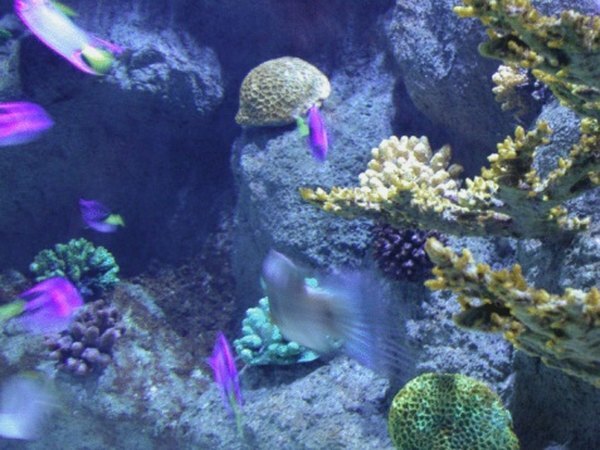 Живот под морем и даље се проучава како би се повећало разумевање.
