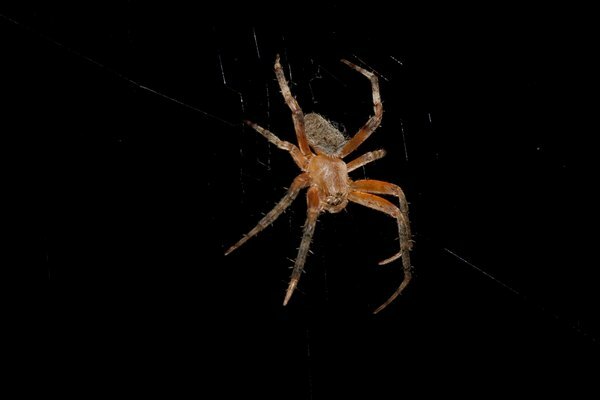 Hämähäkit, jotka näyttävät ruskealta erakolta